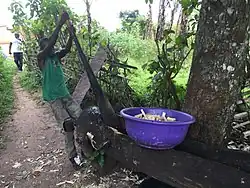 Uíge (cana-de-açúcar)