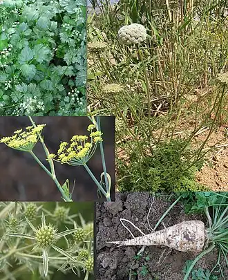 Apiaceae: folhas e pequenas inflorescências de Apium, hábito de Daucus, inflorescências de Foeniculum, inflorescências de Eryngium, raiz de Petroselinum.