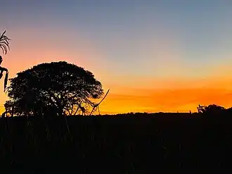 Vegetação xerófita