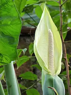 Inflorescência de Xanthosoma sagittifolium.