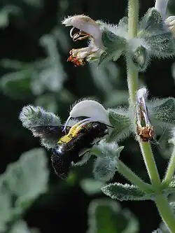 Uma abelha-da-madeira (Xylocopa sp.) a polinizar uma flor de Salvia dominica.
