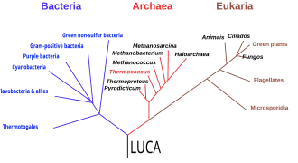 Diagrama de árvore filogenética mostrando os três domínios da vida: Bactérias, Archaea e Eukarya, com LUCA na raiz.