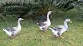 Três gansos domésticos descendentes do Ganso-bravo