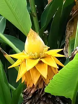 Brácteas douradas de Musella lasiocarpa.