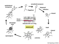 A diagram displaying the life cycle of Batrachochytrium dendrobatidis. Starting at the top and moving clockwise: A zoospore seeks out an amphibian and encysts on the skin. It grows and develops rhizoids to anchor it and absorb nutrients. The thallus divides numerous times to form a colony of zoosoporia, which develop discharge tubes when mature. When ready, the discharge tubes open and the zoospores are released.