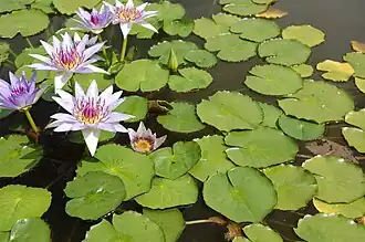 Nymphaea colorata