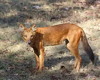 Dhole-indiano (Cuon alpinus dukunensis)