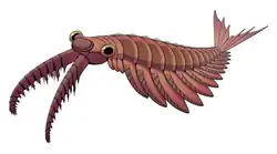 Anomalocaris canadensis is one of the many animal species that emerged in the Cambrian explosion, starting some 539 mya, and found in the fossil beds of the Burgess Shale.