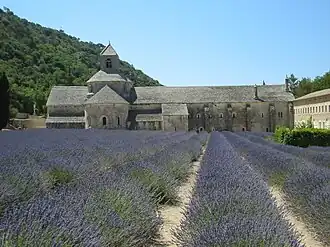 Campo de lavanda (Lavandula angustifolia).