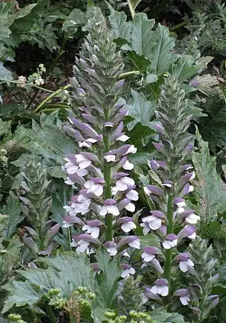 Acanthus mollis.