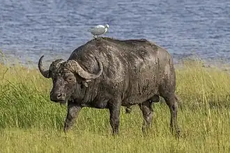 Búfalo-do-cabo (S. c. caffer) no Parque Nacional de Chobe, em Botswana, com uma garça-vaqueira em cima dele.