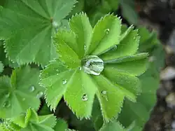Alchemilla vulgaris.