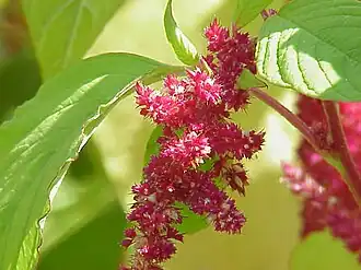 Amaranthus tricolor