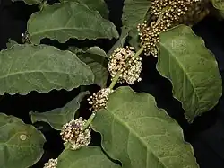 Na ordem Amborellales, há apenas uma família, Amborellaceae, e há apenas um gênero, Amborella, e neste gênero há apenas uma espécie, Amborella trichopoda.