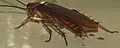 Barata americana (Periplaneta americana)