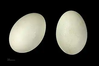 Anas platyrhynchos - MHNT