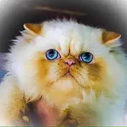 Gato da foto: IT*Anjelikatz Domino Dancing of Fascination