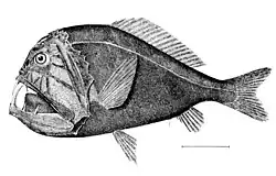 Os peixes-ogro são nadadores indiferentes que tentam emboscar suas presas