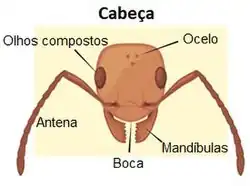 Ilustração da cabeça de uma formiga indicando suas principais partes