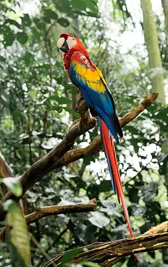 Espécime no Parque das Aves, em Foz do Iguaçu.