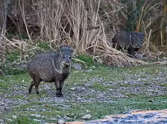 Espécies avistados em 2010 na Área selvagem do cânion Aravaipa, nos Estados Unidos