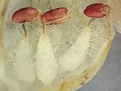 Detalhe dos estames (com a corola aberta).