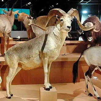 Argali taxidermizado no Museu Nacional de Natureza e Ciência, em Tóquio, no Japão