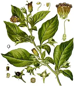 Atropa belladonna(gravura do Köhler's Medizinal-Pflanzen).