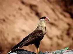Carcará é uma espécie de ave de rapina da família dos falconídeos de presença comum em Araci