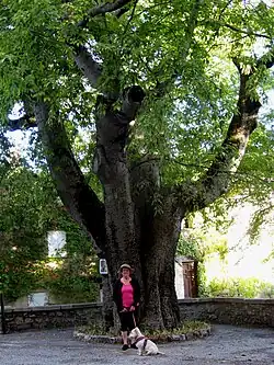 C. australis, Fox-Amphoux, France, plantado em 1550.