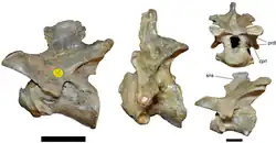 Fotos de três ossos de formato irregular