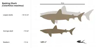 Comparação entre um tubarão-peregrino e um mergulhador