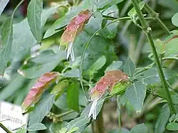 Tribo Justicieae: Justicia brandegeana (sin.: Beloperone guttata), utilizada como planta de interior.