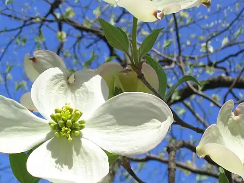 Inflorescência de Cornus florida com quatro grandes brácteas brancas e um ramo de flores central.