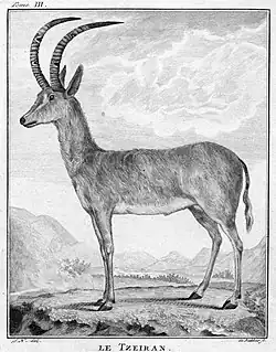 Ilustração da palanca-azul feita por Allamand em 1788, a partir do espécime-tipo taxidermizado em Leiden, nos Países Baixos