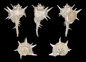 Cinco vistas da concha de Bolinus brandaris (Linnaeus, 1758), de espécime coletado próximo a Montpellier, França; uma espécie denominada búzio, búzio-canilha, canilha, ou búzio-fêmea, em costas de Portugal.