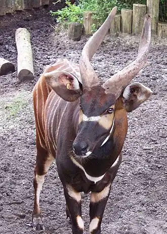 Macho no Zoológico Real de Burgers, em Arnhem, nos Países Baixos