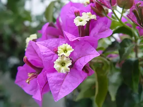 Brácteas de Bougainvillea glabra, coloridas para atrair polinizadores.