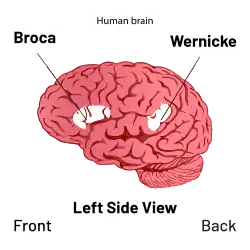 Diagram of the brain