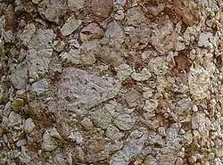 Rochedo formado por pedaços angulosos de calcário branco acinzentado unidos por cimento rochoso mais escuro