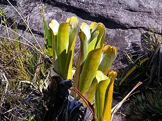 Brocchinia reducta