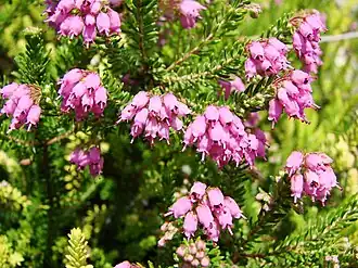Uma urze (Erica spiculifolia).