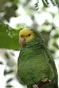 Amazona oratrix (Amazona oratrix)