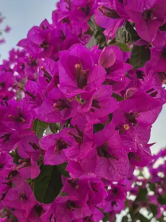 Bougainvillea sp.