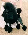 Poodle miniatura com a tosa inglesa, que é comum em exemplares menores e de exposição.