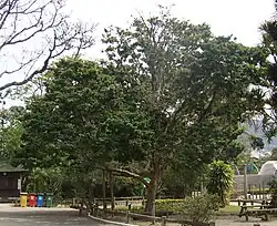 Paubrasilia echinata, Pau-brasil, árvore nacional