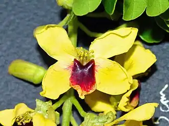 Detalhe da flor do pau-brasil