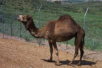 Dromedário