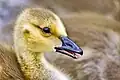 Filhote de Ganso-canadense (Branta canadensis)