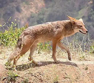 O coiote tem semelhanças físicas com o lobo e o chacal, embora menor que eles